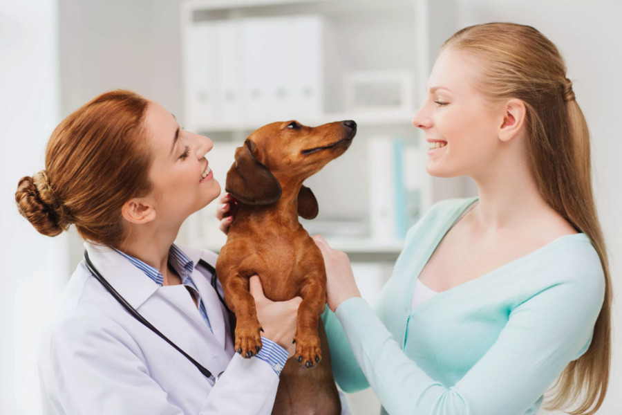 Comprehensive Guide to Parasitic Infections in Pets: Identification, Treatment, and Prevention