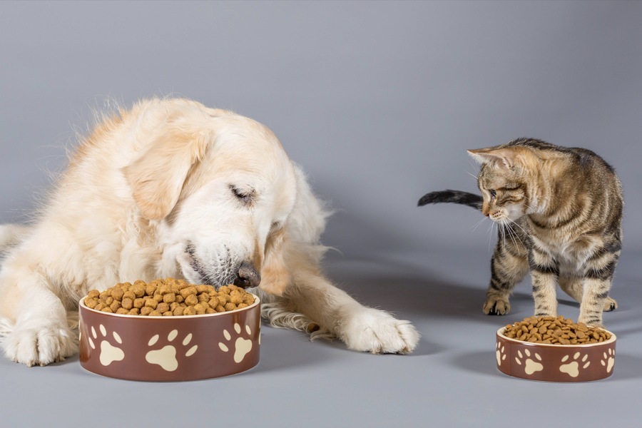 How Daycare Centers Handle Pet Nutrition and Feeding