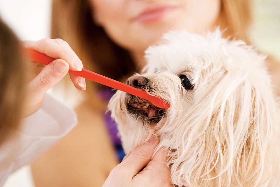 How to Educate Children on Pet Dental Maintenance