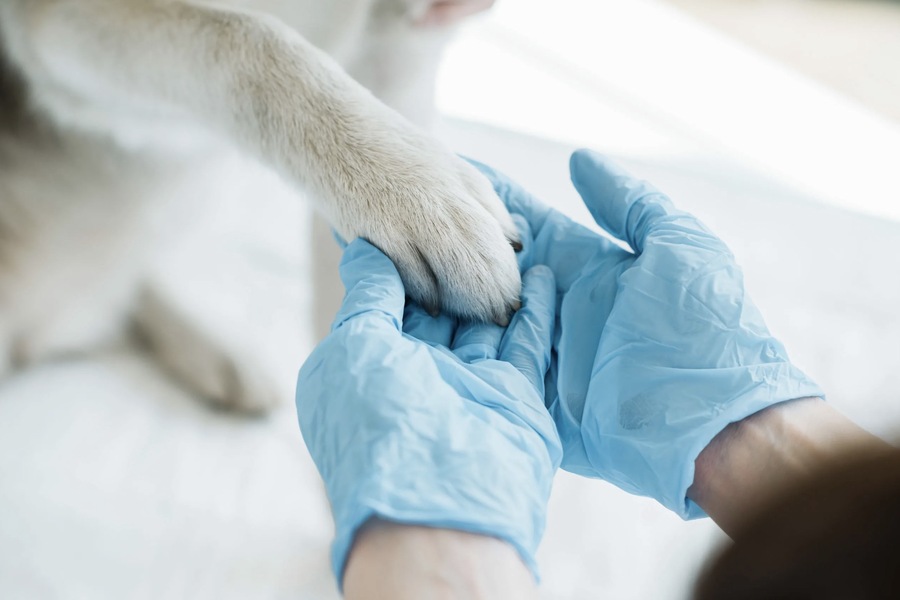 The Evolution of Veterinary Disinfectants: From Traditional to Advanced F10 Solutions