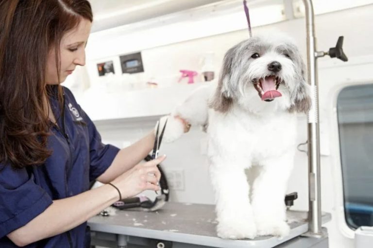 mobile pet grooming KPIs and financial milestones Years 1-5